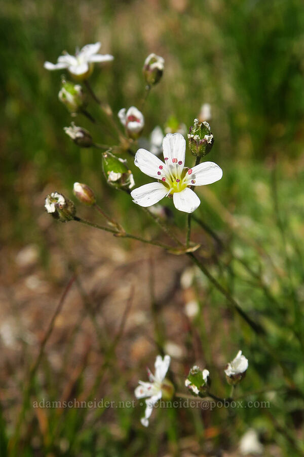 slender mountain sandwort (Eremogone capillaris (Arenaria capillaris)) [Bear Creek Mountain, Goat Rocks Wilderness, Yakima County, Washington]