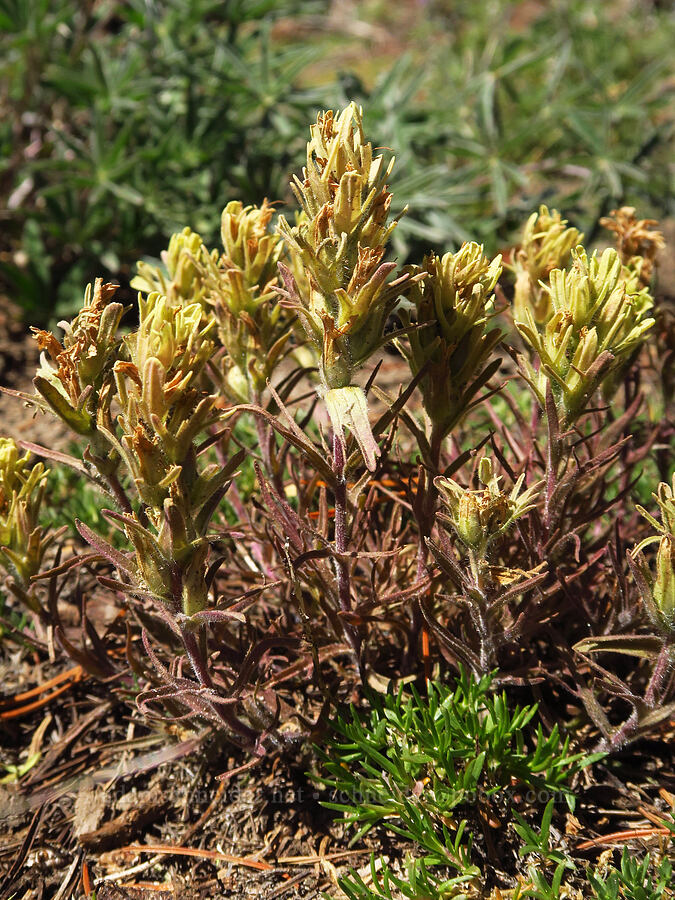 Thompson's paintbrush, fading (Castilleja thompsonii) [Bear Creek Mountain, Goat Rocks Wilderness, Yakima County, Washington]