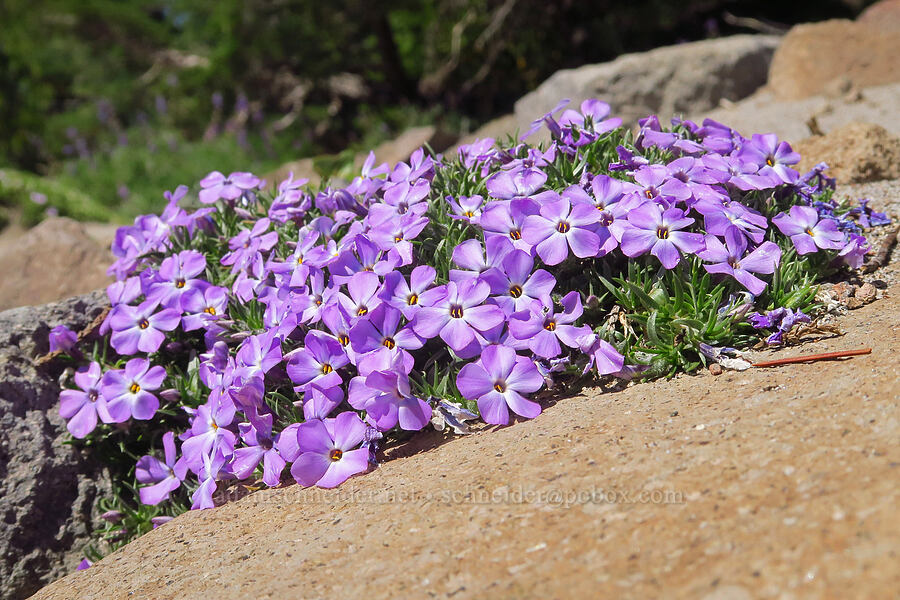 spreading phlox (Phlox diffusa) [Bear Creek Mountain, Goat Rocks Wilderness, Yakima County, Washington]