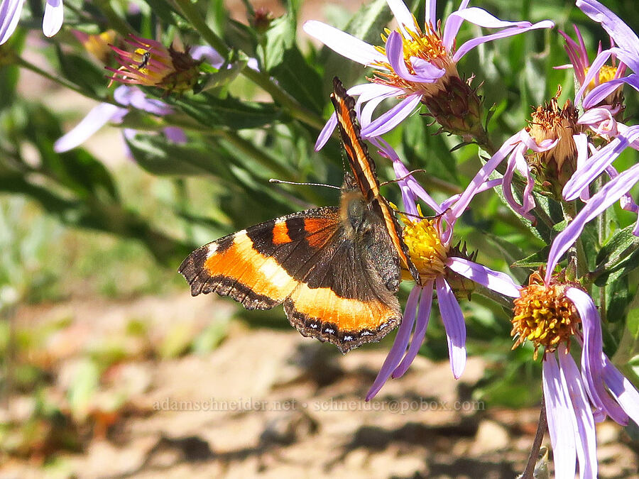 Milbert's tortoiseshell butterfly on Cascade aster (Aglais milberti (Nymphalis milberti), Doellingeria ledophylla (Eucephalus ledophyllus) (Aster ledophyllus)) [Bear Creek Mountain, Goat Rocks Wilderness, Yakima County, Washington]