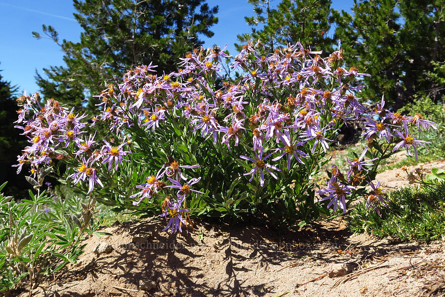 Cascade asters (Doellingeria ledophylla (Eucephalus ledophyllus) (Aster ledophyllus)) [Bear Creek Mountain, Goat Rocks Wilderness, Yakima County, Washington]