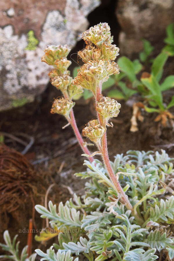 silky phacelia, going to seed (Phacelia sericea) [ridge southwest of Bear Creek Mountain, Goat Rocks Wilderness, Yakima County, Washington]