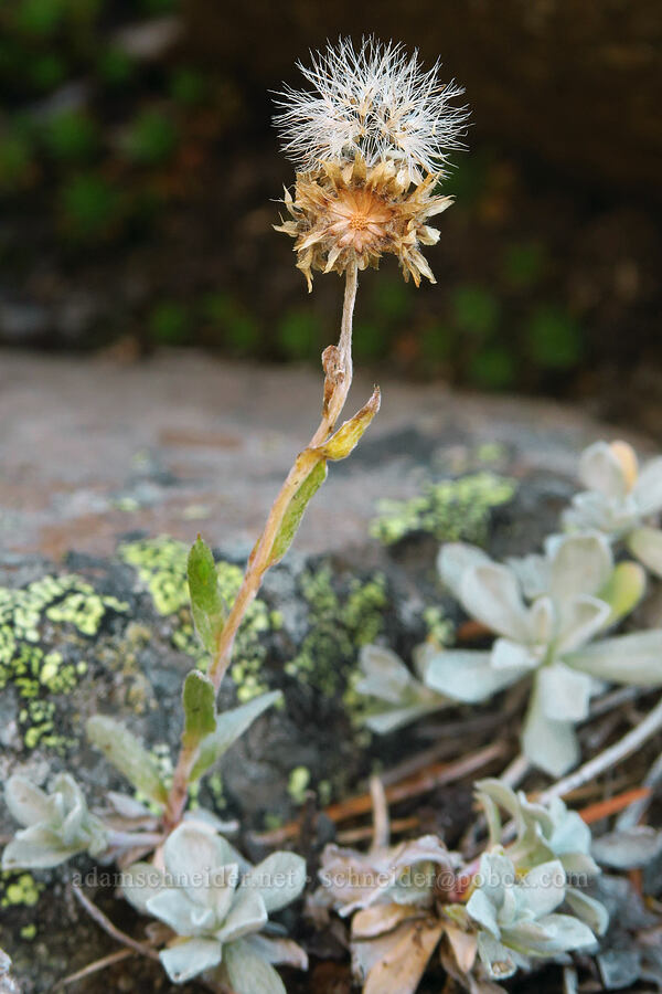 little-leaf pussy-toes, gone to seed (Antennaria microphylla) [ridge southwest of Bear Creek Mountain, Goat Rocks Wilderness, Yakima County, Washington]