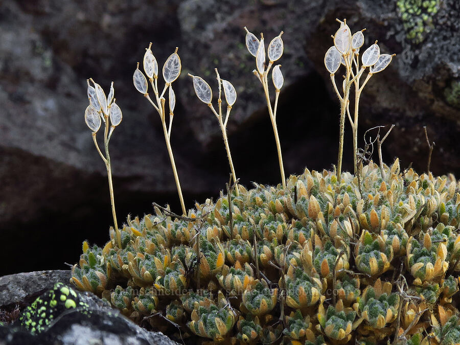 spear-fruited draba, gone to seed (Draba lonchocarpa) [ridge southwest of Bear Creek Mountain, Goat Rocks Wilderness, Yakima County, Washington]