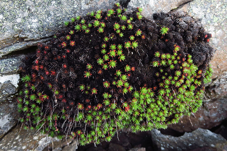 spotted saxifrage leaves (Saxifraga bronchialis ssp. austromontana (Saxifraga austromontana)) [ridge southwest of Bear Creek Mountain, Goat Rocks Wilderness, Yakima County, Washington]