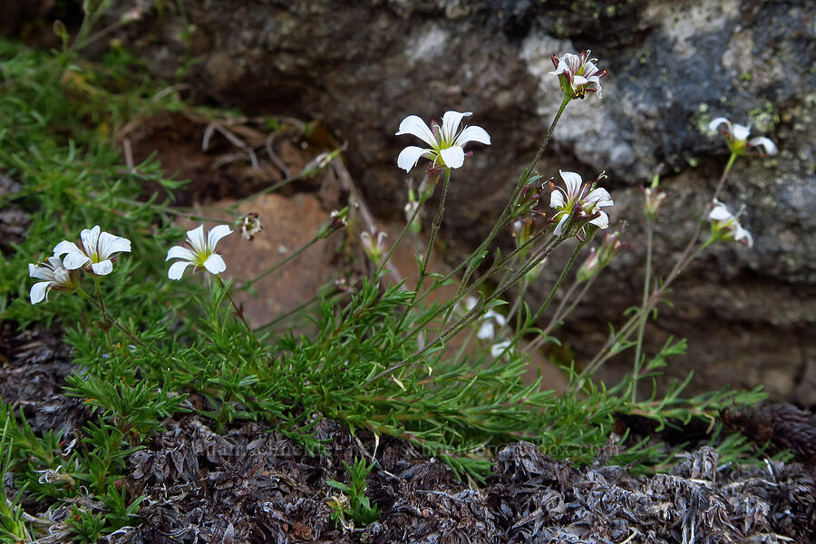 alpine sandwort (Minuartia obtusiloba (Cherleria obtusiloba) (Arenaria obtusiloba)) [ridge southwest of Bear Creek Mountain, Goat Rocks Wilderness, Yakima County, Washington]