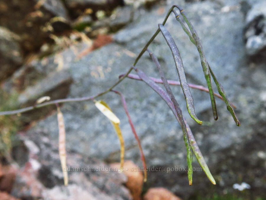 Cascade rock-cress fruits (siliques) (Arabis furcata) [ridge southwest of Bear Creek Mountain, Goat Rocks Wilderness, Yakima County, Washington]