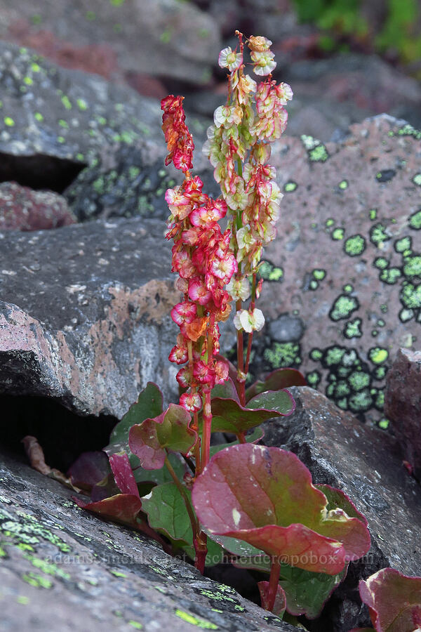 alpine mountain-sorrel (Oxyria digyna) [ridge southwest of Bear Creek Mountain, Goat Rocks Wilderness, Yakima County, Washington]