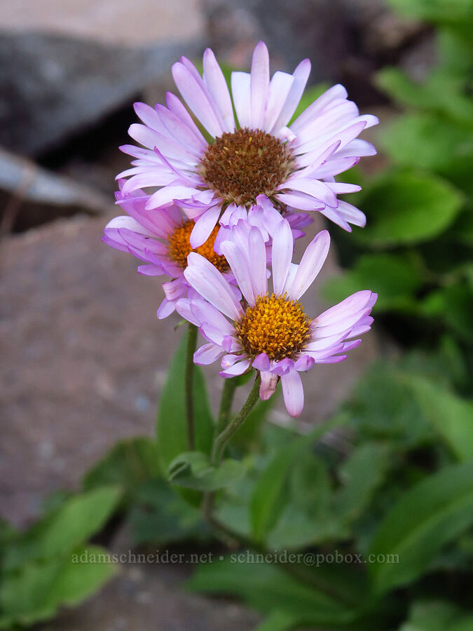 subalpine fleabane (Erigeron glacialis var. glacialis) [ridge southwest of Bear Creek Mountain, Goat Rocks Wilderness, Yakima County, Washington]