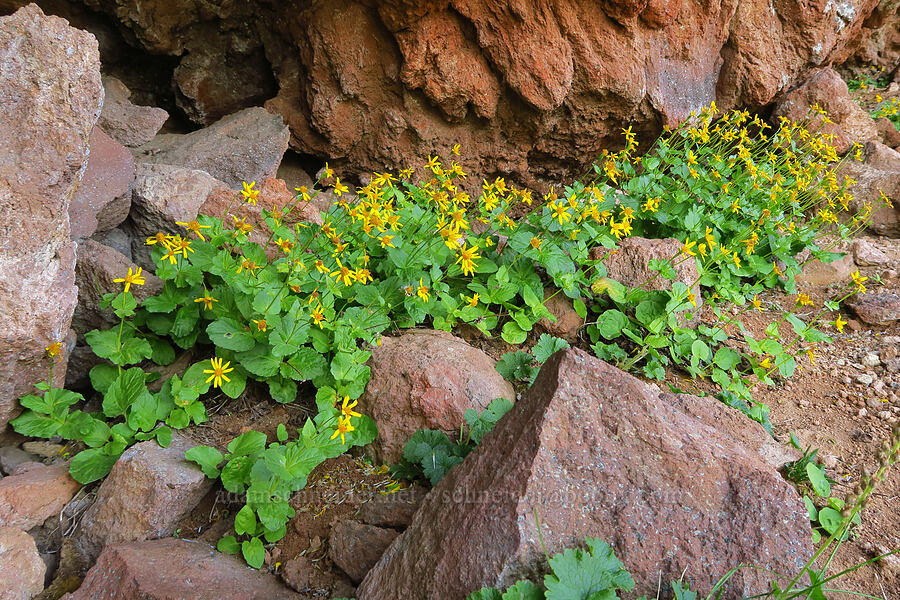 broad-leaf arnica (Arnica latifolia) [ridge southwest of Bear Creek Mountain, Goat Rocks Wilderness, Yakima County, Washington]