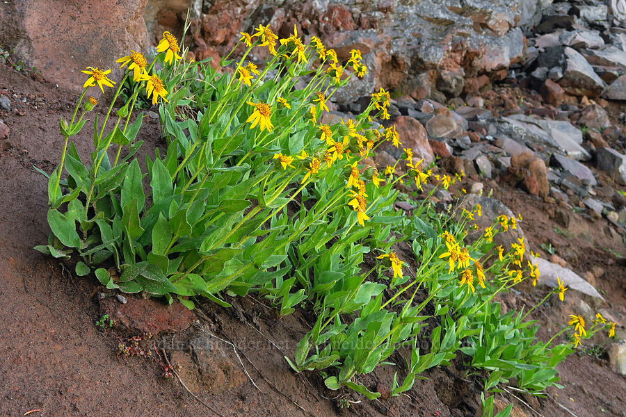 hairy arnica (Arnica mollis) [ridge southwest of Bear Creek Mountain, Goat Rocks Wilderness, Yakima County, Washington]