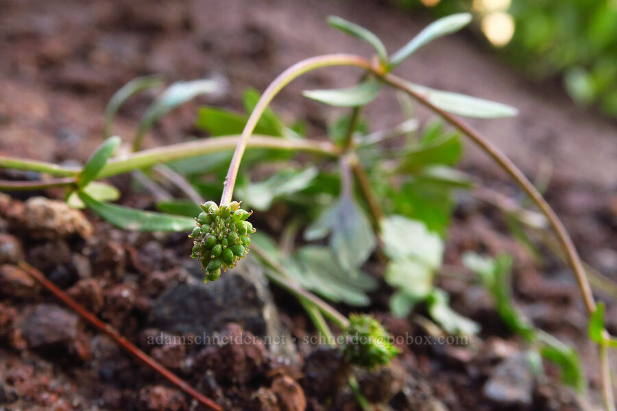 arctic buttercup, going to seed (Ranunculus grayi (Ranunculus gelidus ssp. grayi)) [ridge southwest of Bear Creek Mountain, Goat Rocks Wilderness, Yakima County, Washington]