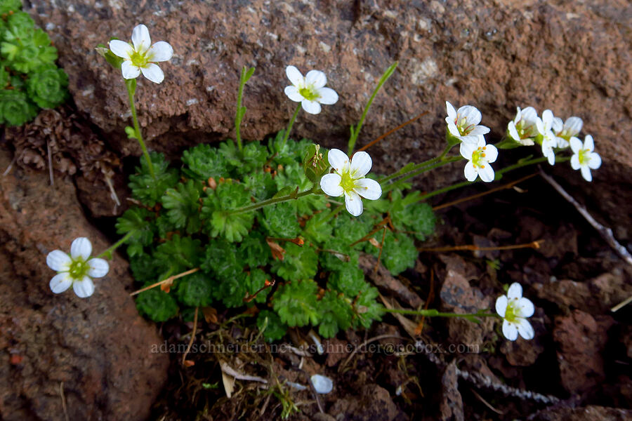 tufted saxifrage (Saxifraga cespitosa (Saxifraga caespitosa)) [ridge southwest of Bear Creek Mountain, Goat Rocks Wilderness, Yakima County, Washington]