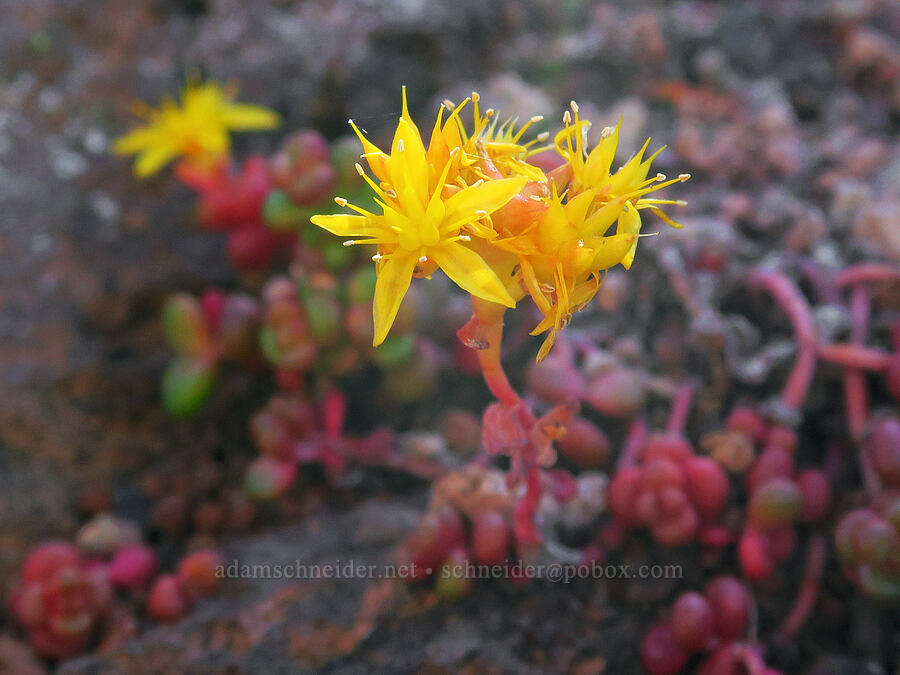 spreading stonecrop (Sedum divergens) [ridge southwest of Bear Creek Mountain, Goat Rocks Wilderness, Yakima County, Washington]