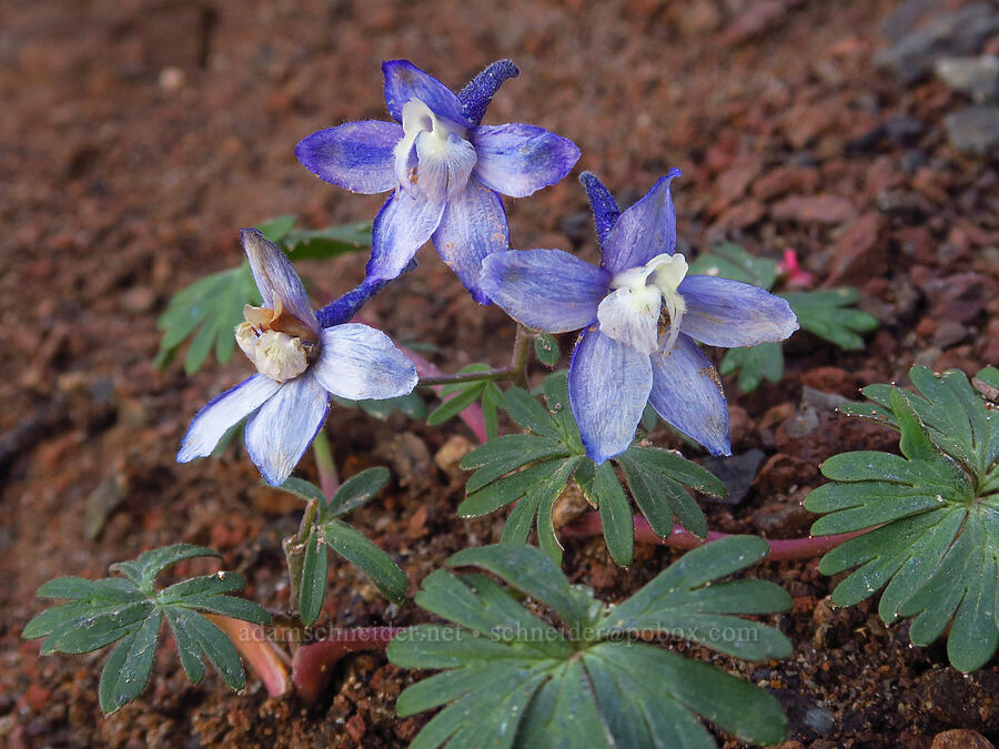 rockslide larkspur (Delphinium glareosum) [ridge southwest of Bear Creek Mountain, Goat Rocks Wilderness, Yakima County, Washington]