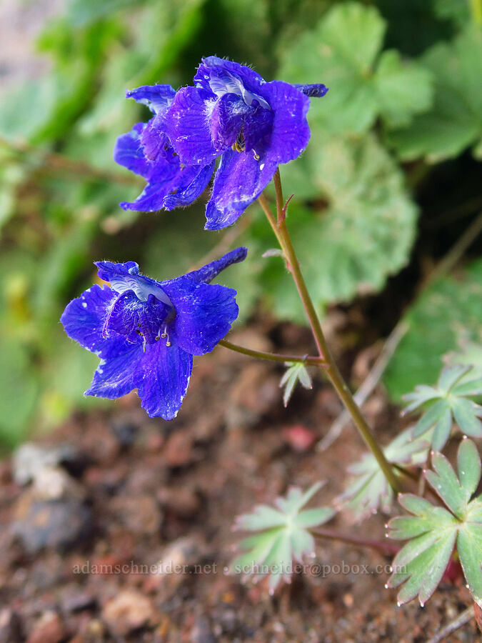 rockslide larkspur (Delphinium glareosum) [ridge southwest of Bear Creek Mountain, Goat Rocks Wilderness, Yakima County, Washington]