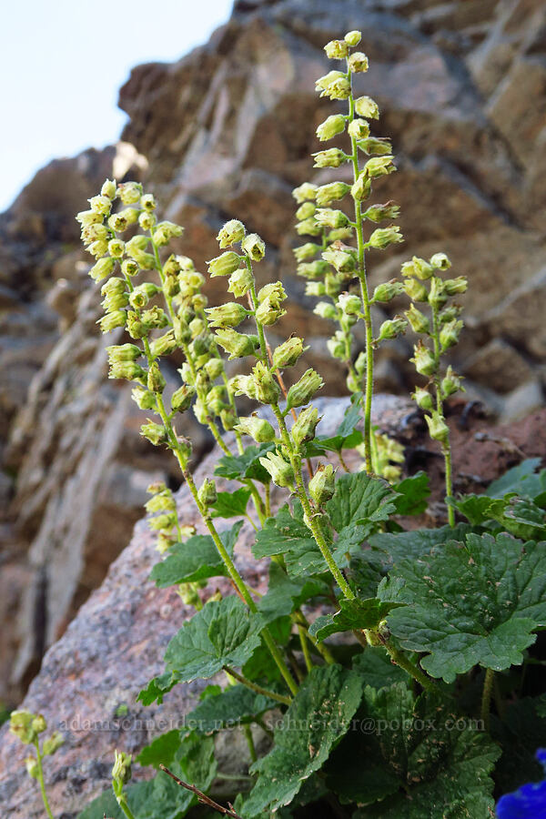 yellow coral-bells (fuzzy elmera) (Elmera racemosa) [ridge southwest of Bear Creek Mountain, Goat Rocks Wilderness, Yakima County, Washington]