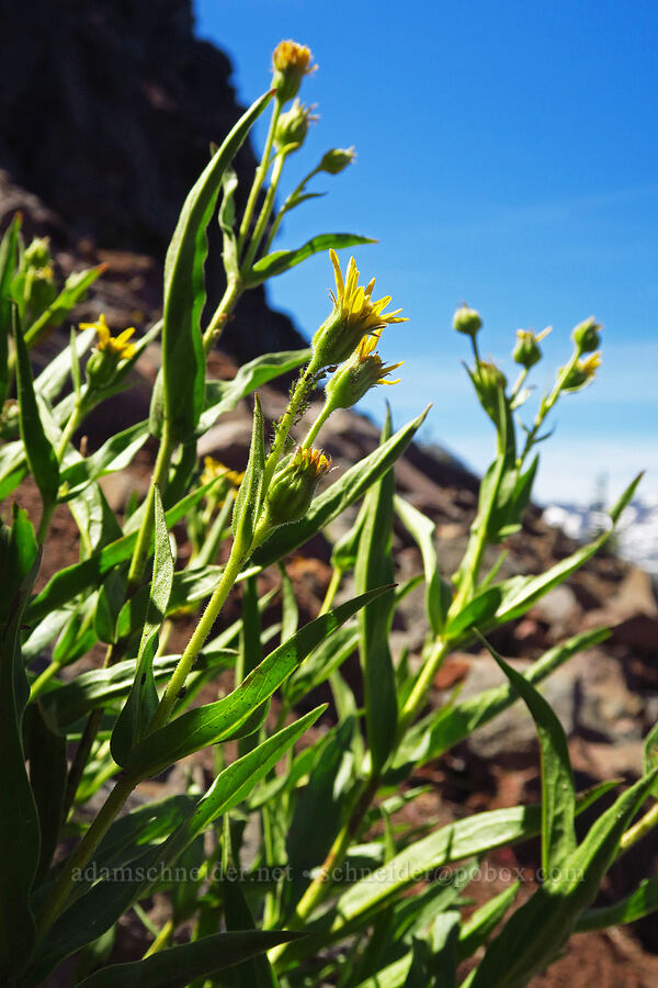 long-leaf arnica (Arnica longifolia) [ridge southwest of Bear Creek Mountain, Goat Rocks Wilderness, Yakima County, Washington]