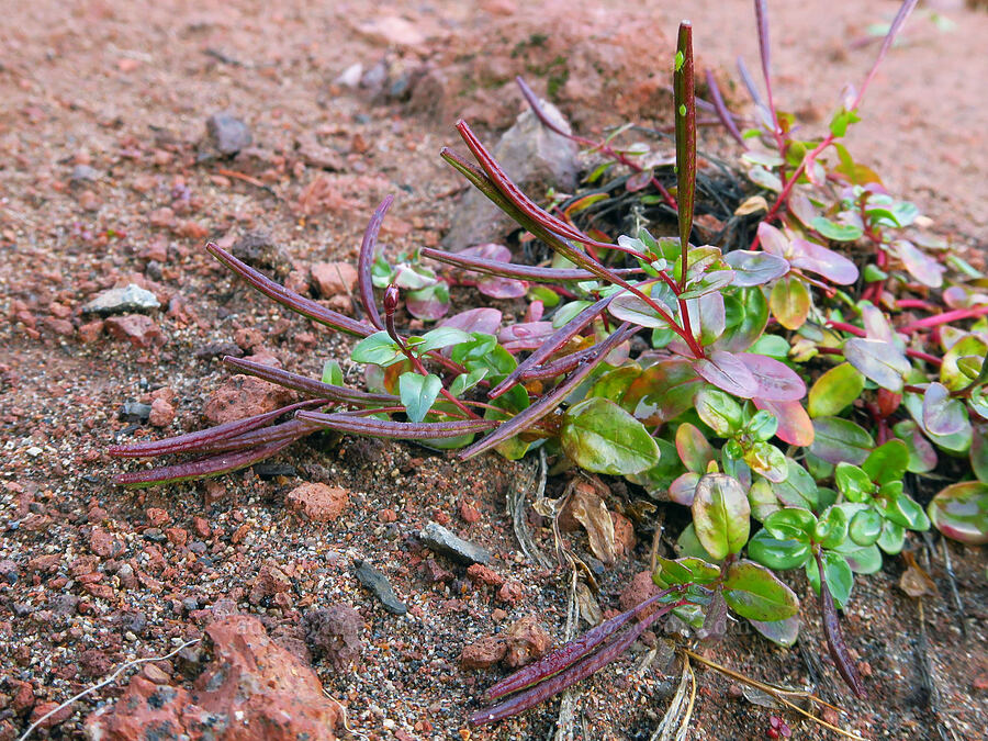 talus willow-herb, going to seed (Epilobium clavatum) [ridge southwest of Bear Creek Mountain, Goat Rocks Wilderness, Yakima County, Washington]