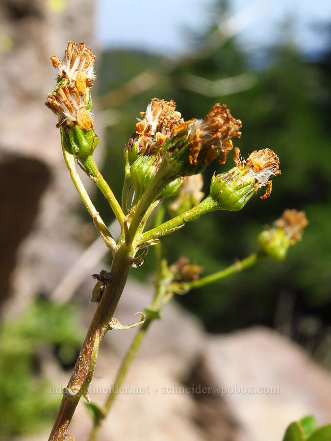 western groundsel, going to seed (Senecio integerrimus) [ridge southwest of Bear Creek Mountain, Goat Rocks Wilderness, Yakima County, Washington]