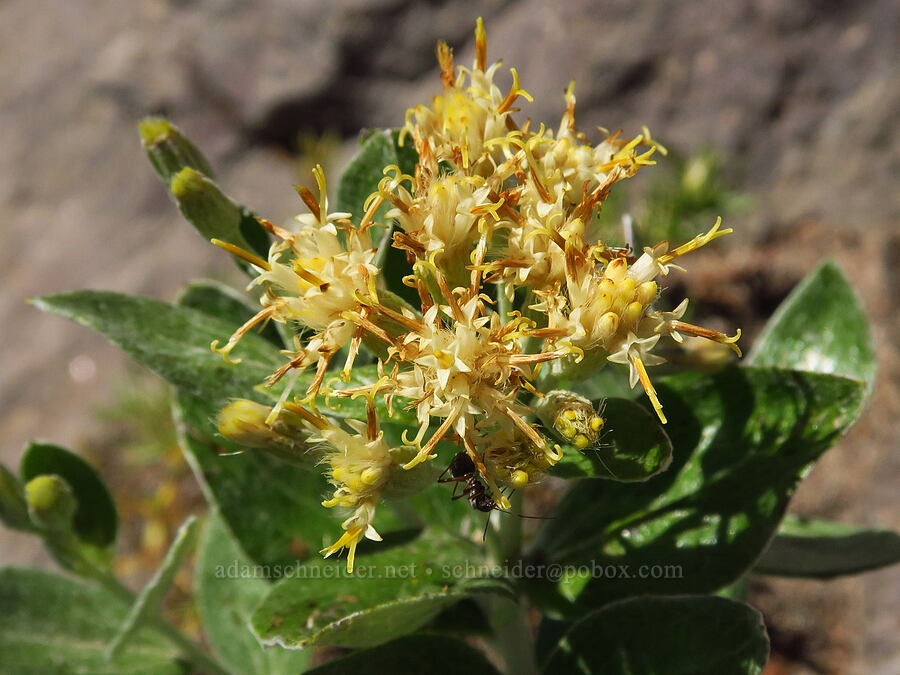 silver-back luina (Luina hypoleuca) [ridge southwest of Bear Creek Mountain, Goat Rocks Wilderness, Yakima County, Washington]