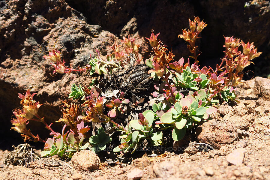 cliff penstemon, gone to seed (Penstemon rupicola) [ridge southwest of Bear Creek Mountain, Goat Rocks Wilderness, Yakima County, Washington]