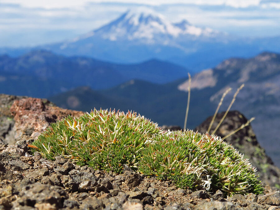 Henderson's phlox, going to seed (Phlox hendersonii) [ridge southwest of Bear Creek Mountain, Goat Rocks Wilderness, Yakima County, Washington]