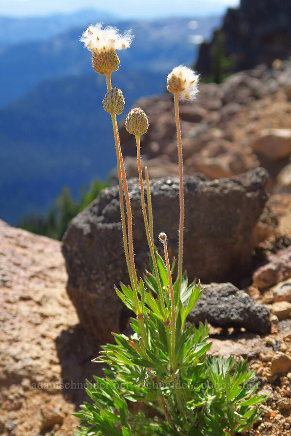 cut-leaf anemone, gone to seed (Anemone multifida) [ridge southwest of Bear Creek Mountain, Goat Rocks Wilderness, Yakima County, Washington]