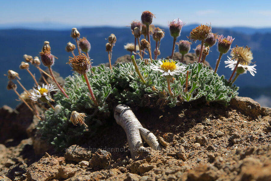 cut-leaf fleabane (Erigeron compositus) [ridge southwest of Bear Creek Mountain, Goat Rocks Wilderness, Yakima County, Washington]