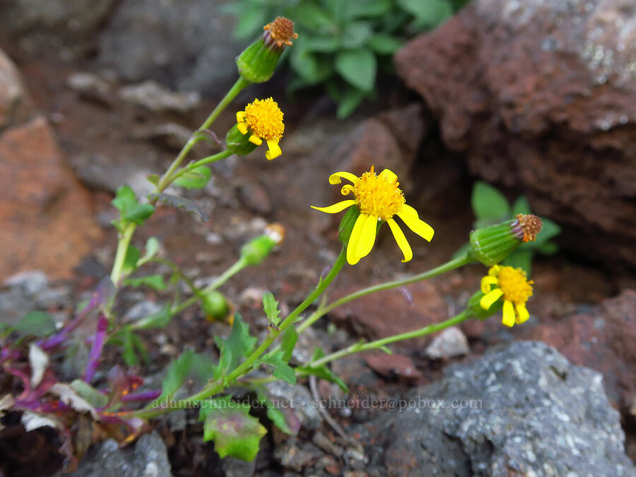 dwarf mountain groundsel/ragwort (Senecio fremontii) [ridge southwest of Bear Creek Mountain, Goat Rocks Wilderness, Yakima County, Washington]