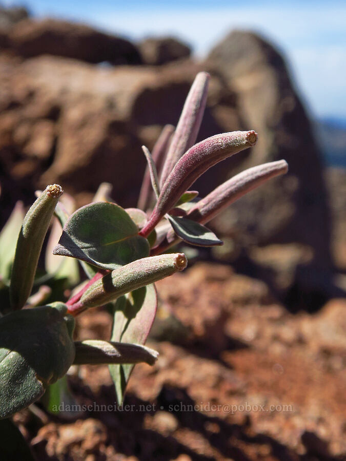 broad-leaf fireweed seed pods (Chamerion latifolium (Chamaenerion latifolium) (Epilobium latifolium)) [ridge southwest of Bear Creek Mountain, Goat Rocks Wilderness, Yakima County, Washington]