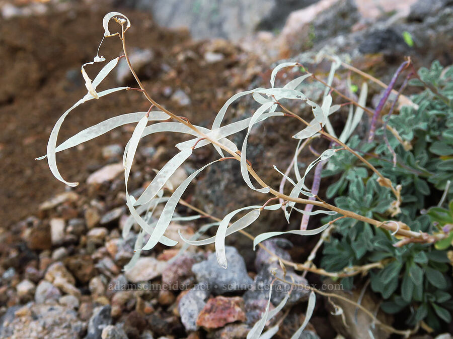 Lemmon's rock-cress, gone to seed (Boechera lemmonii (Arabis lemmonii)) [ridge southwest of Bear Creek Mountain, Goat Rocks Wilderness, Yakima County, Washington]