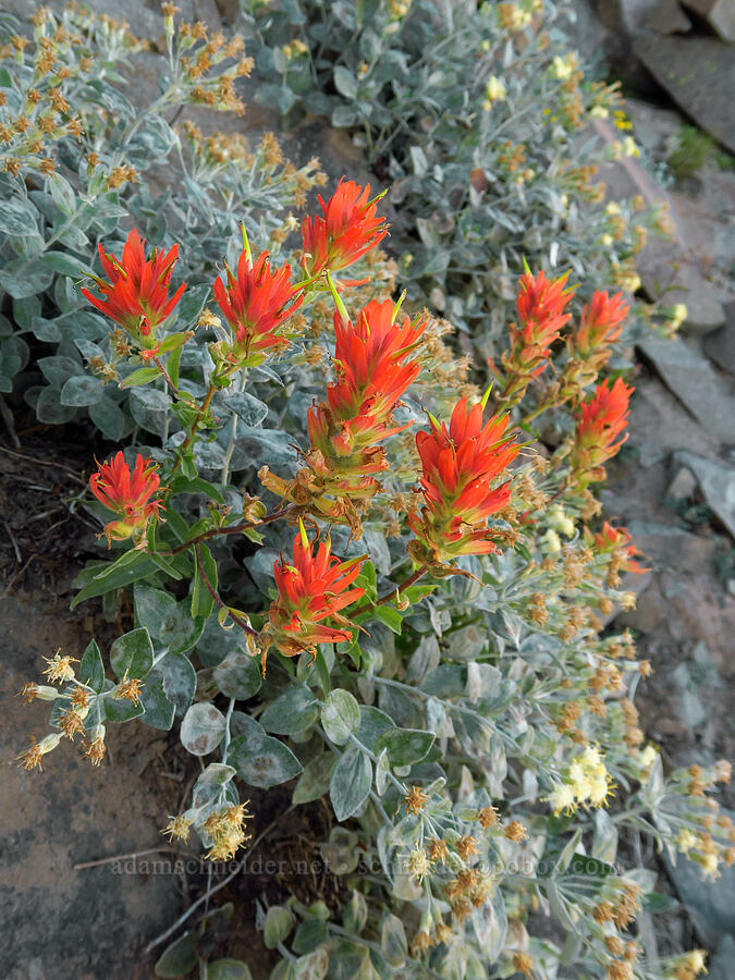 scarlet paintbrush & silver-back luina (Castilleja miniata, Luina hypoleuca) [ridge southwest of Bear Creek Mountain, Goat Rocks Wilderness, Yakima County, Washington]