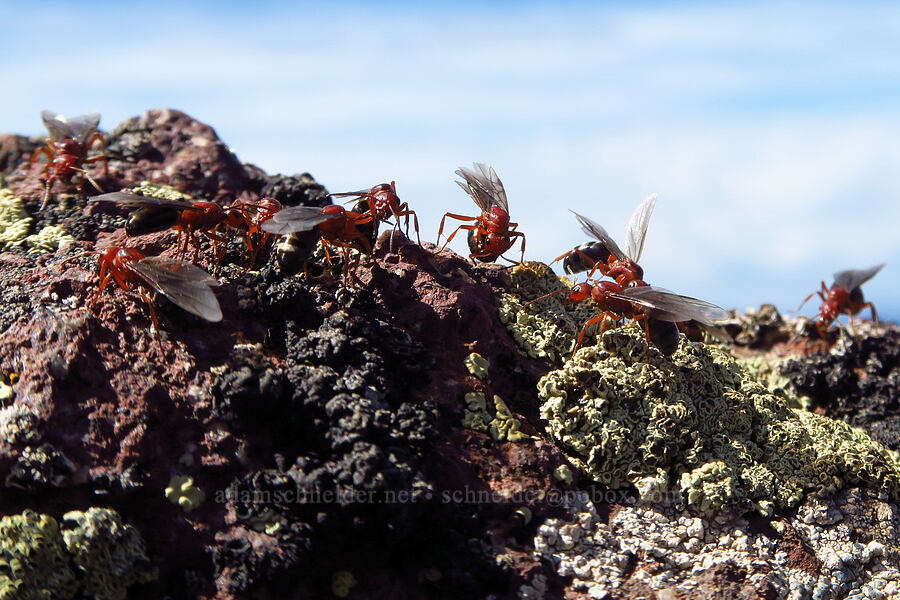 hilltopping ants (Formica aserva) [ridge southwest of Bear Creek Mountain, Goat Rocks Wilderness, Yakima County, Washington]