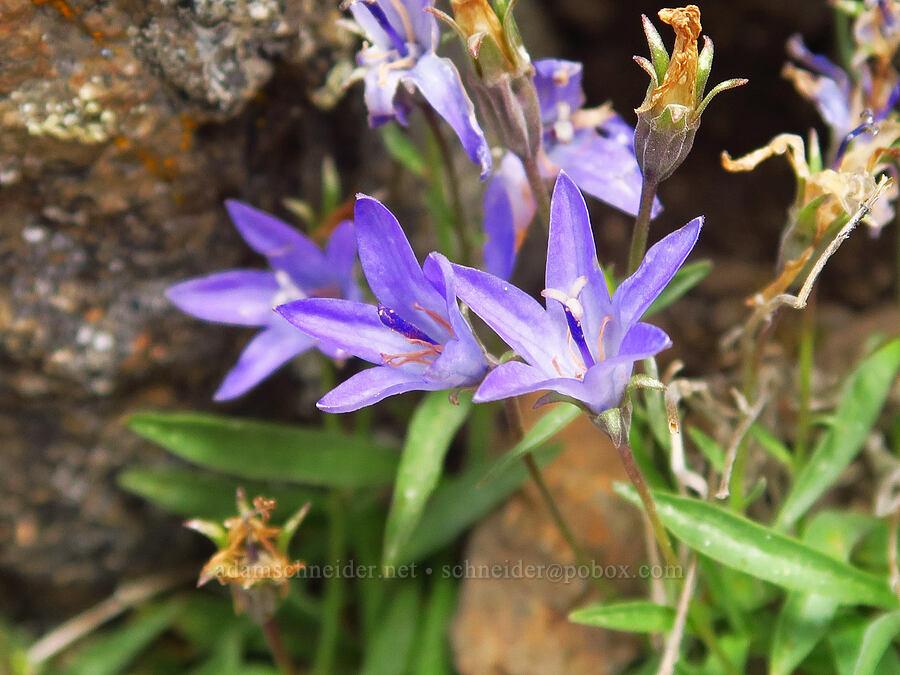 rough harebells (Campanula scabrella) [ridge southwest of Bear Creek Mountain, Goat Rocks Wilderness, Yakima County, Washington]