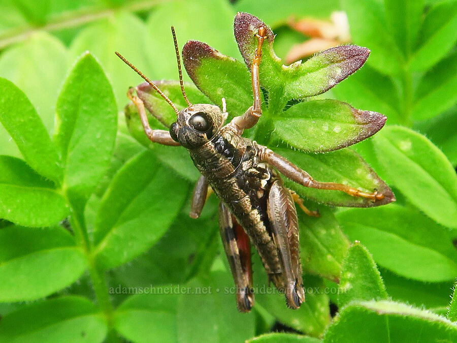 Chilcotin grasshopper (?) (Buckellacris chilcotinae) [ridge southwest of Bear Creek Mountain, Goat Rocks Wilderness, Yakima County, Washington]