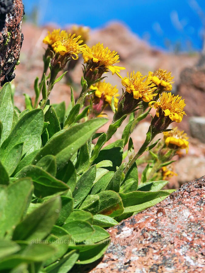 Lyall's goldenweed (Tonestus lyallii (Haplopappus lyallii)) [Bear Creek Mountain, Goat Rocks Wilderness, Yakima County, Washington]