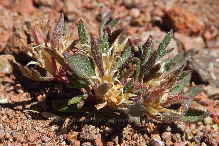 talus collomia, gone to seed (Collomia larsenii) [Bear Creek Mountain, Goat Rocks Wilderness, Yakima County, Washington]