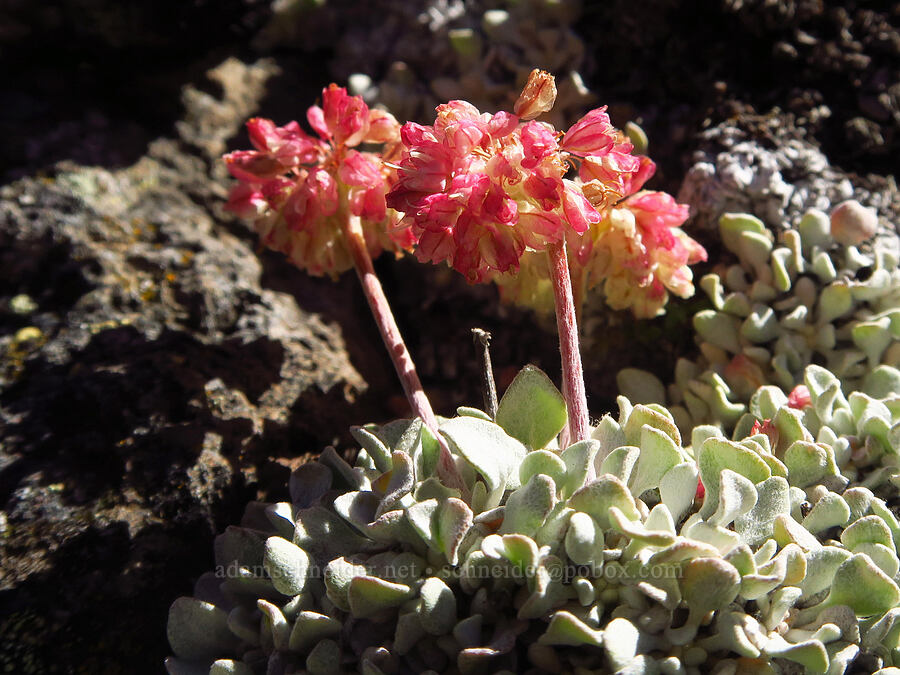 cushion buckwheat (Eriogonum ovalifolium var. nivale) [Bear Creek Mountain, Goat Rocks Wilderness, Yakima County, Washington]