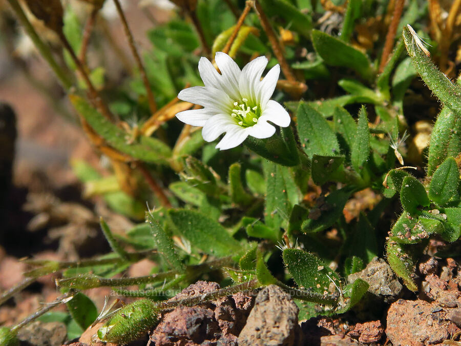 chickweed (Cerastium arvense ssp. strictum) [Bear Creek Mountain, Goat Rocks Wilderness, Yakima County, Washington]