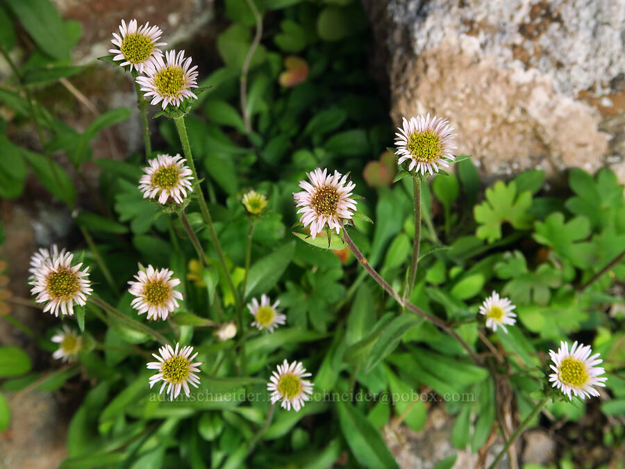 northern daisy/fleabane (Erigeron nivalis (Erigeron acris ssp. debilis)) [Bear Creek Mountain, Goat Rocks Wilderness, Yakima County, Washington]