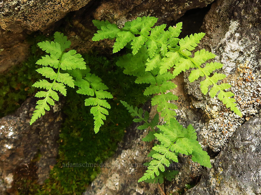 brittle bladder fern (Cystopteris fragilis) [Bear Creek Mountain, Goat Rocks Wilderness, Yakima County, Washington]