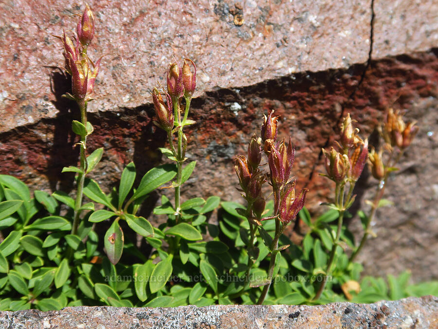 Davidson's penstemon, gone to seed (Penstemon davidsonii var. davidsonii) [Bear Creek Mountain, Goat Rocks Wilderness, Yakima County, Washington]