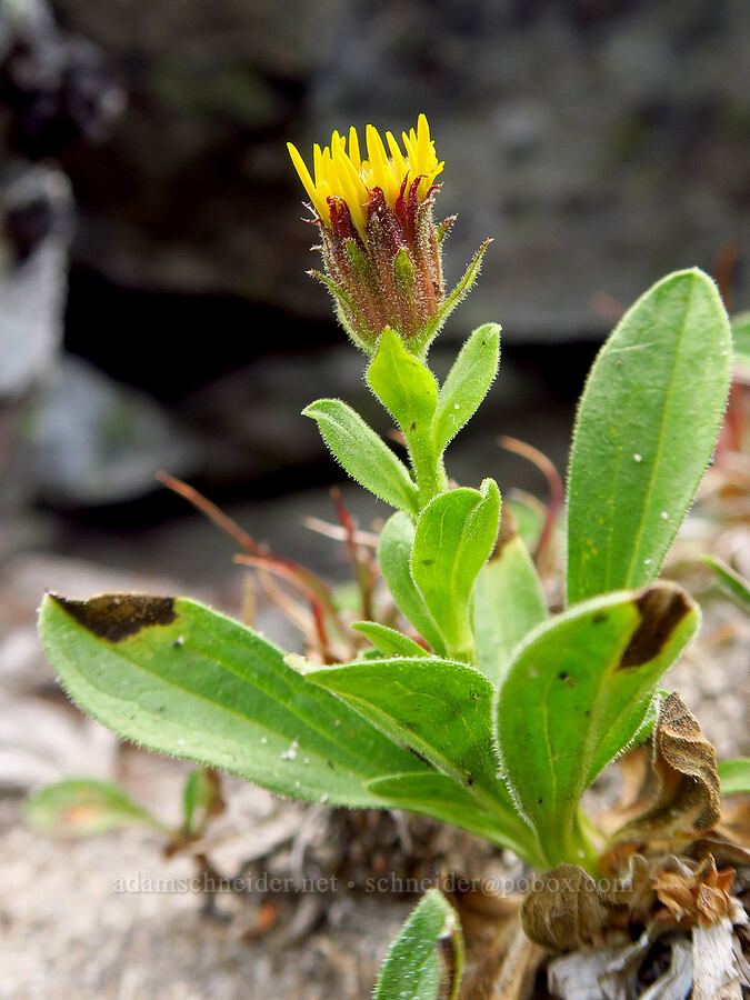 Lyall's goldenweed (Tonestus lyallii (Haplopappus lyallii)) [Bear Creek Mountain, Goat Rocks Wilderness, Yakima County, Washington]