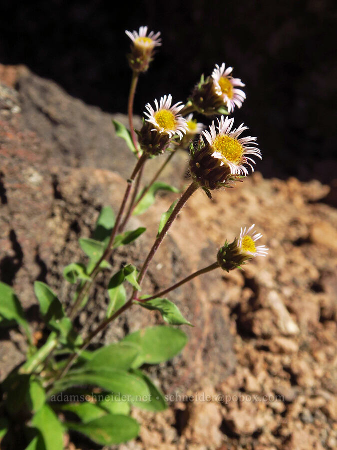 northern daisy/fleabane (Erigeron nivalis (Erigeron acris ssp. debilis)) [Bear Creek Mountain, Goat Rocks Wilderness, Yakima County, Washington]