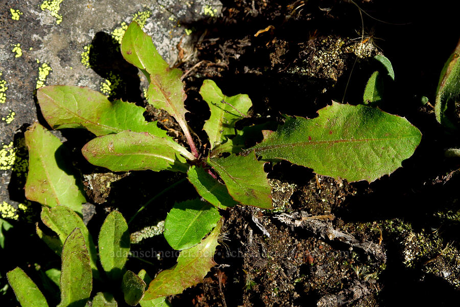 wild dandelion leaves (?) (Taraxacum ceratophorum) [Bear Creek Mountain, Goat Rocks Wilderness, Yakima County, Washington]