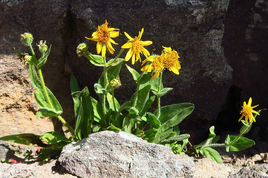 hairy arnica (Arnica mollis) [Bear Creek Mountain, Goat Rocks Wilderness, Yakima County, Washington]