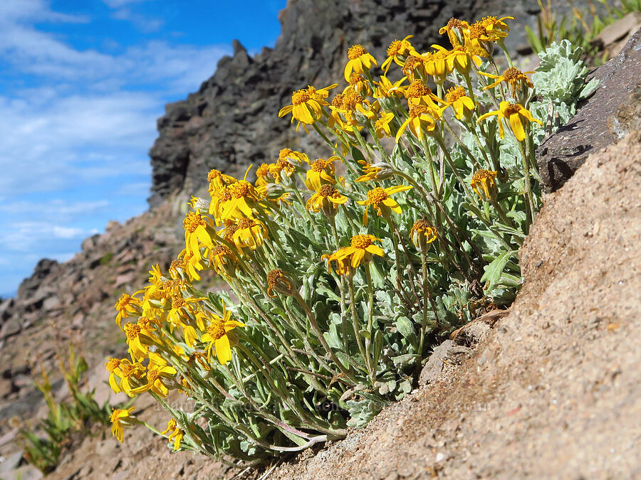 Oregon sunshine (Eriophyllum lanatum) [Bear Creek Mountain, Goat Rocks Wilderness, Yakima County, Washington]