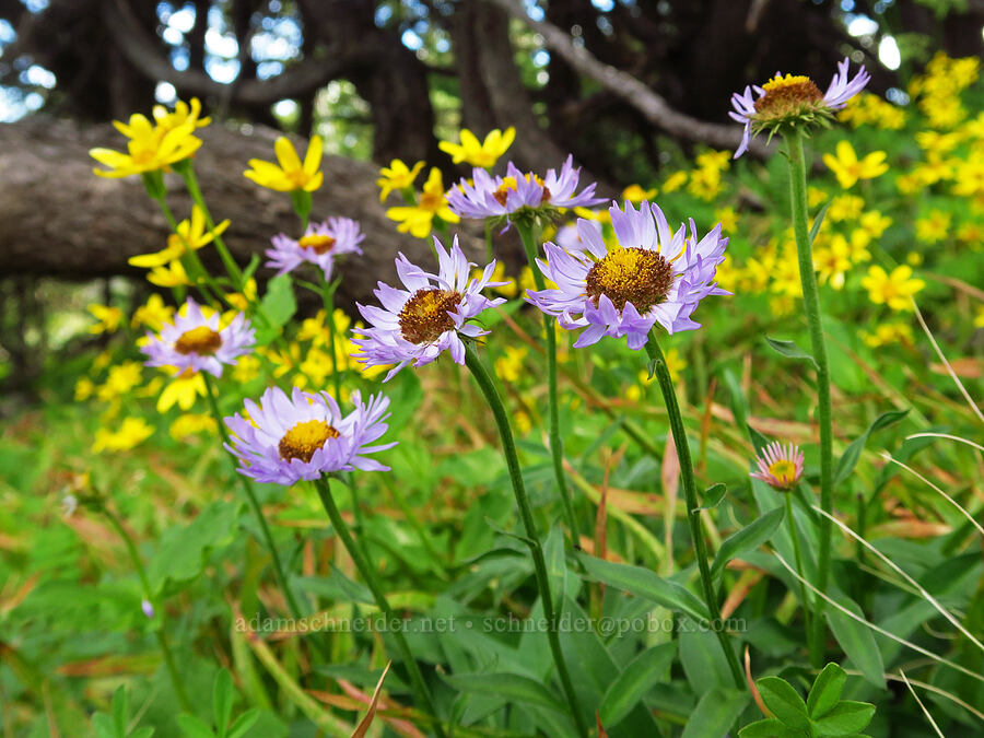 subalpine fleabane & broad-leaf arnica (Erigeron glacialis var. glacialis, Arnica latifolia) [Bear Creek Mountain, Goat Rocks Wilderness, Yakima County, Washington]