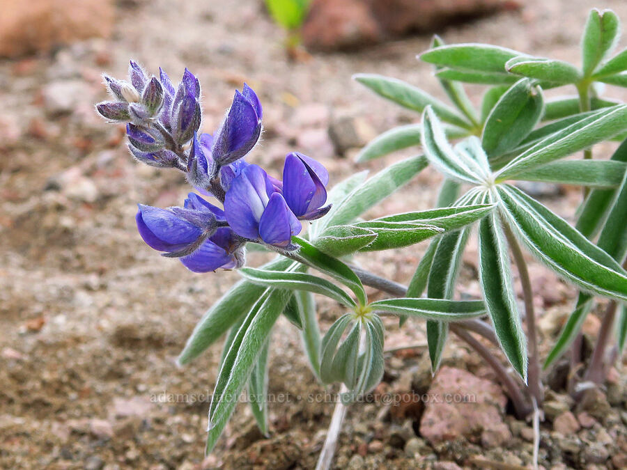 lupine (which?) (Lupinus sp.) [Bear Creek Mountain Trail, Goat Rocks Wilderness, Yakima County, Washington]